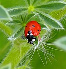 Coccinella septempunctata.