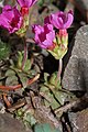 Douglasia laevigata