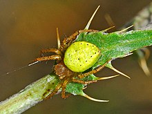 Photo d'une araignée jaune et verte