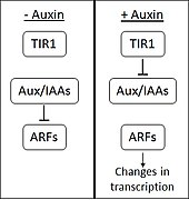 Auxin signal cascade.jpg