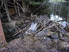 Biberdamm an der Bayerischen Schwarzach im Lenkenthal