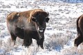 Bison im Hot Spring State Park