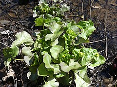 Caltha palustris 126678083.jpg