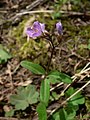 Cardamine nuttallii