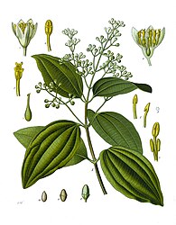 Cinnamomum verum J.Presl