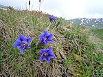 Gentiana och edelweiss är symboler för Österrikes alpina flora.