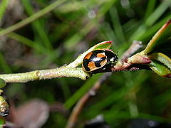 Description de l'image Coccinella hieroglyphica (2129064503).jpg.