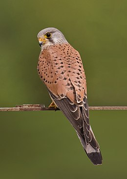 Vörös vércse, (Falco tinnunculus)