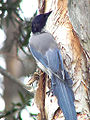 Azure-winged magpie