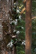 Dendrobium aemulum