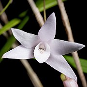 Dendrobium leptocladum