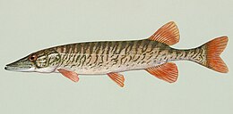 Esox americanus americanus