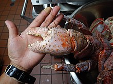 coconut crab claw, white, speckled, about half the size of a hand's palm, resting on a person's hand with a ring around said person's finger.