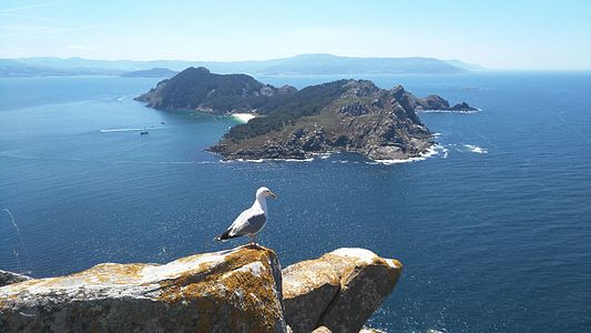 Gaivota e Illa San Martiño (Illas Cíes)