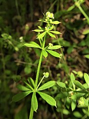 花冠は黄緑色で、小さく、杯状に4裂する。