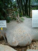 Gerrardanthus macrorhizus 胚軸の肥大する多肉植物として愛好家の間で眠り布袋の園芸名で流通。アフリカ大陸南部東岸に自生。