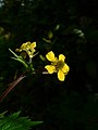 Geum macrophyllum