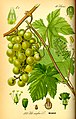 Almindelig vin (Vitis vinifera), et medlem af Vin-ordenen (Vitales).