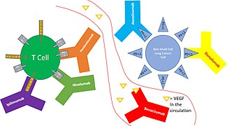 Immunotherapy + Durvalumab + Pembrolizumab + Ipilimumab + Atezolizumab mechanism of action.jpg