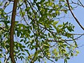 Japanese Pagodatree (Sophora japonica) leaves