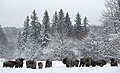 Een kudde wisenten 's winters in Kaloezjskië Zaseki.