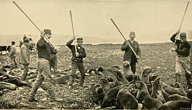 A group of seal hunters surround a small group of sea lions with their clubs in the air