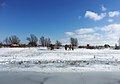 Konikpaarden in de Bemmelse Waard