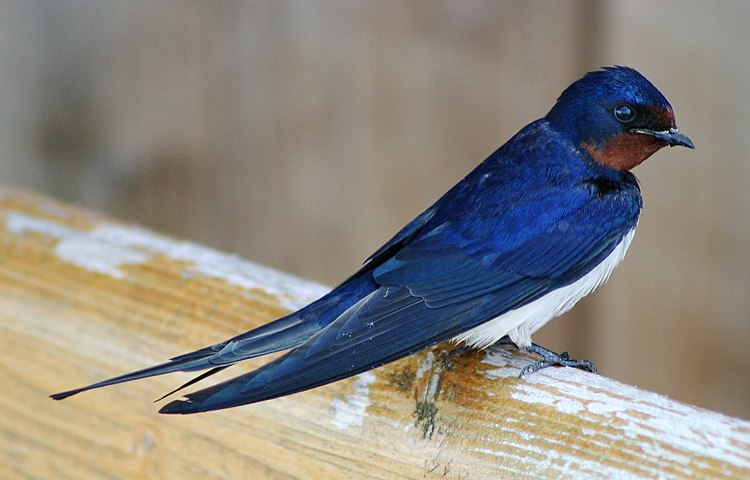 Ласточка (Hirundo rustica) в Дании