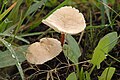 Marasmius scorodonius (Marasmiaceae)