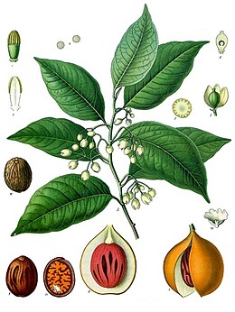 Kvapusis muskatmedis (Myristica fragrans)