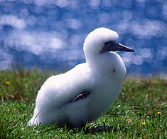 Gannet