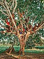 Habitants d'un hameau du parc national, posant dans un arbre pour une photo du livre Congo Tales (2018)