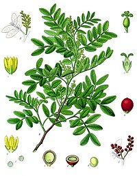 Mastiksipistaatsia Pistacia lentiscus