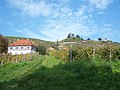 Terrassierte Steillagen im Radebeuler Goldenen Wagen nahe der Hoflößnitz