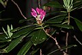 Rhododendron macrophyllum