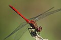 Sympetrum rubicundulum (cat.)