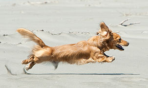 Yellow Dachshund