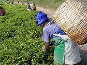 Worker picking tea flushes in Tanzania.