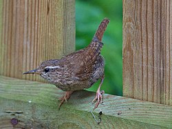 Músarrindill (Troglodytes troglodytes)