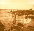 Les ramasseurs de goémon à la palue du Cosquer en Loctudy (début XXe siècle).