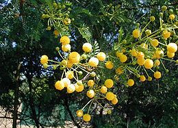 Virágzó akácia (Acacia karroo)