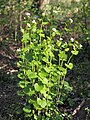 Flowering plant, Poland