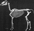 Squelette de cheval domestique de race Arabe