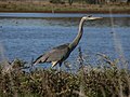 Ardea herodias