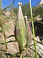 seedpods