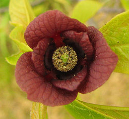 Asimina triloba virága