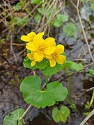 Caltha palustris 126283858.jpg