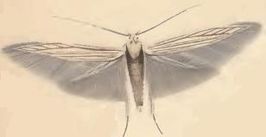 Coleophora virgatella