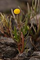 Cotula coronopifolia