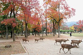Parc de T. sebifera, près du Temple du Grand Bouddha, au Japon.